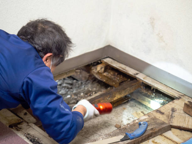  Nome, AK Mold Removal Pros