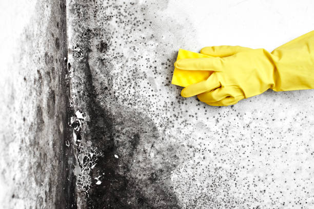 Best Commercial Mold Removal  in Nome, AK