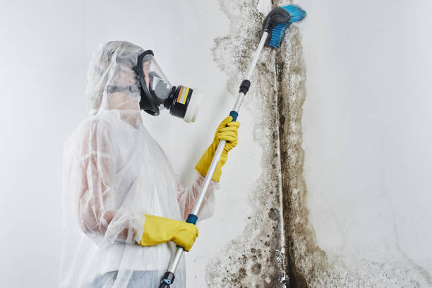 Best Mold Removal Company Near Me  in Nome, AK