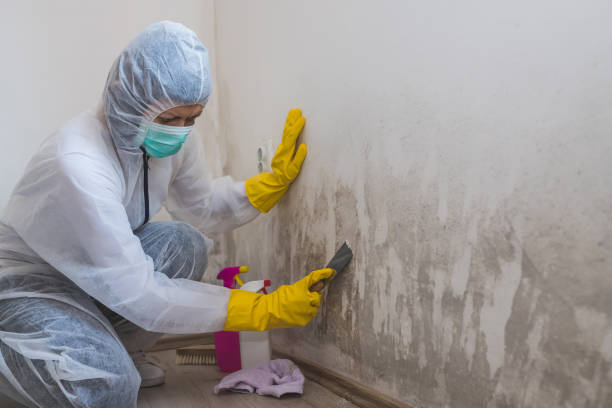 Nome, AK Mold Removal Company