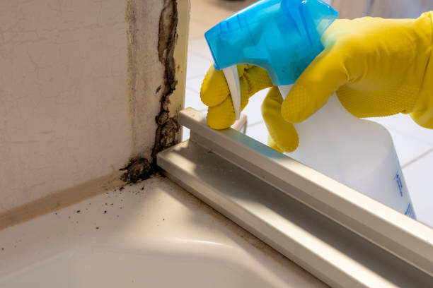 Best Attic Mold Removal  in Nome, AK