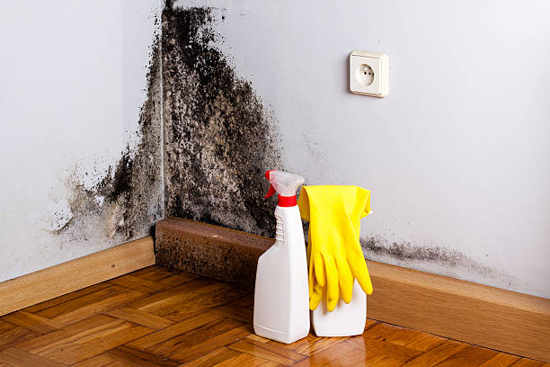 Best Emergency Mold Removal  in Nome, AK
