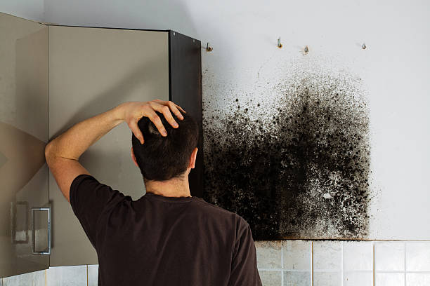 Best Best Mold Removal Companies  in Nome, AK