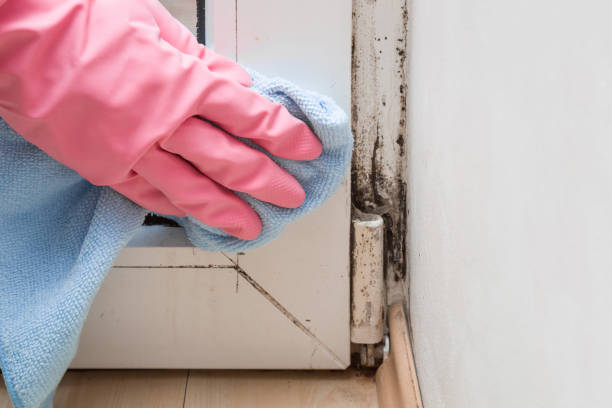 Best Residential Mold Removal  in Nome, AK