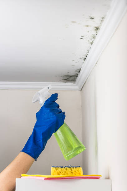 Best Certified Mold Removal  in Nome, AK